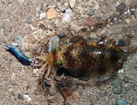 少し難しくなってきた越前デイエギング